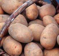 Картофель славянка: описание и особенности выращивания