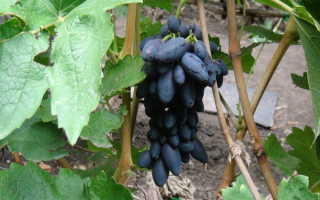 Виноград Академик: описание сорта, фото и отзывы садоводов