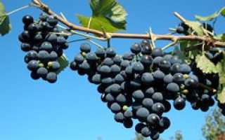 Виноград в Башкирии: уход и обрезка