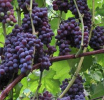Виноград Юпитер: описание сорта, фото и отзывы садоводов