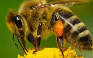 Почему, когда и как роятся пчелы. как остановить роение пчел, фото, видео