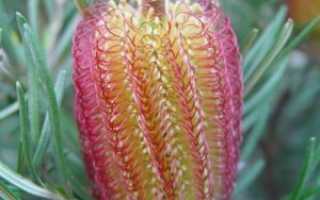 Банксия (бэнксия) — редкое растение: требования по уходу, размножение