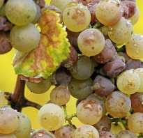 Антракноз винограда: фото и чем лечить