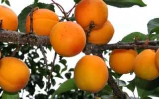 Как заставить абрикос плодоносить?