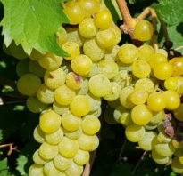 Виноград Дружба: описание сорта, фото и отзывы садоводов