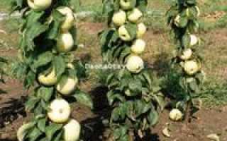 Колоновидная яблоня Президент — описание сорта, фото, отзывы