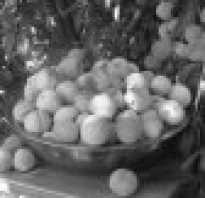 Персик Гладкий — описание сорта и отзывы садоводов