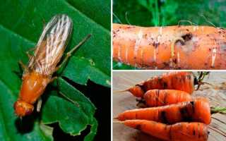 Эффективные методы борьбы с морковной мухой на грядке