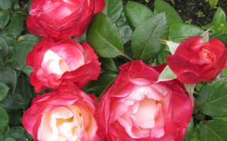 Роза ностальжи: характеристика и сортовые отличия
