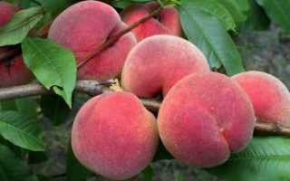 Как выглядят плоды персика?