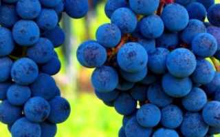 Виноград Триумф: описание сорта, фото и отзывы садоводов