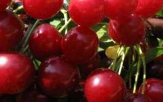 Плюсы и минусы вишни любской в вашем саду