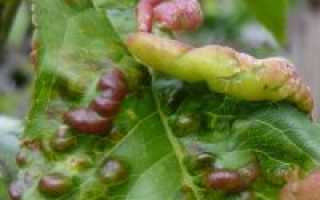 Как лечить персик от курчавости листьев?