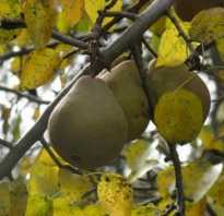Подкормка груши осенью: советы садоводам
