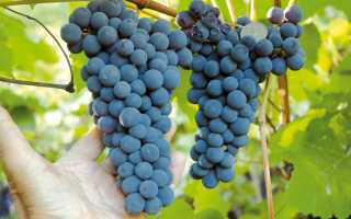 Виноград Амурский: описание сорта, фото и отзывы садоводов