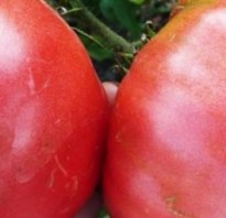 Реальные гиганты: помидоры сорта розовый гигант