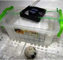 Вентиляция инкубатора: как влияет на вывод птенцов, как сделать самому