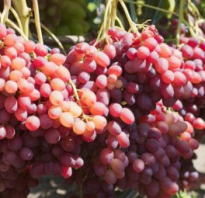 Виноград Велес: описание сорта, фото и отзывы садоводов