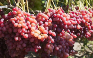 Виноград Велес: описание сорта, фото и отзывы садоводов