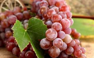 Лучшие зимостойкие сорта винограда с описанием и фото
