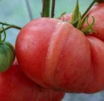 Томат Картофельный Малиновый — описание сорта, отзывы, урожайность