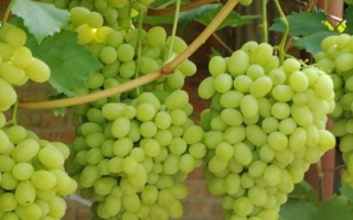 Виноград Ландыш: описание сорта, фото и отзывы садоводов