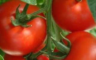 Легко и просто: томаты на урале