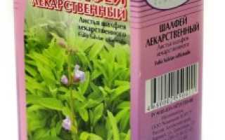 Польза лекарственных трав: лечебные свойства шалфея лекарственного и противопоказания