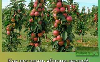 Как посадить яблоню весной: пошаговое руководство: секреты садоводов