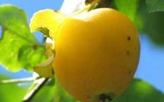 Яблоня Китайка Золотая Ранняя — описание сорта, фото, отзывы