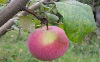 Яблоня Осенняя радость — описание сорта, фото, отзывы