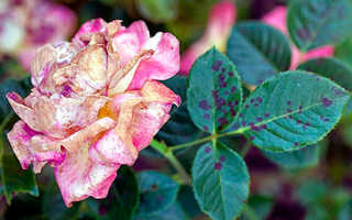 Основные болезни роз и их лечение