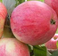 Яблоня Медовая — описание сорта, фото, отзывы