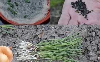 Как вырастить лук из семян за один сезон?