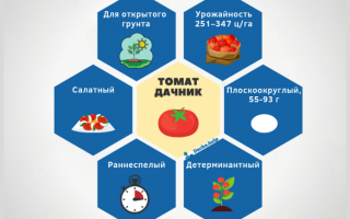 Томат Дачник — описание сорта, отзывы, урожайность