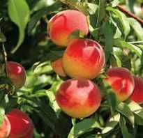 Персик Ред Хевен — описание сорта и отзывы садоводов