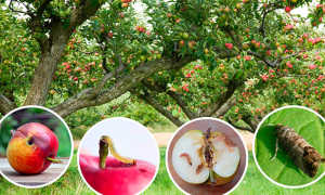 Обработка яблонь весной от болезней и вредителей — полезная информация