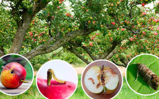 Болезни яблонь — описание с фотографиями и способы лечения: секреты садоводов