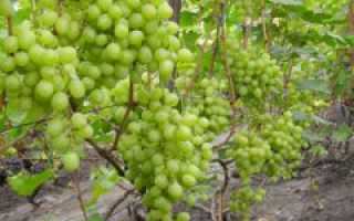 Виноград Кеша: описание сорта, фото и отзывы садоводов