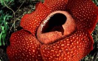 Раффлезия (rafflesia): знакомимся с самым большим цветком