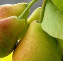 Когда сажать грушу — весной или осенью?