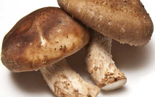 Польза и вред грибов шиитаке