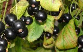 Сорт черной смородины экзотика: характеристика, агротехника выращивания