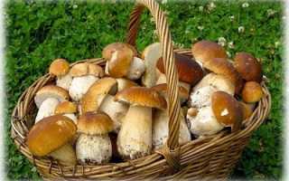 Виды съедобных лесных грибов с названиями, описанием, фото