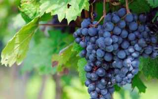 Лучшие сорта винограда для средней полосы России