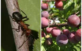Как избавиться от муравьев на сливе?