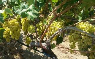 Виноград Столетие: описание сорта, фото и отзывы садоводов