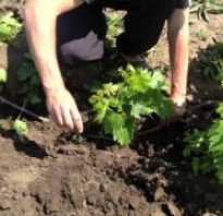Размножение винограда зелеными черенками летом