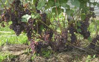 Выращивание винограда в Подмосковье в открытом грунте