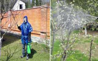 Опрыскивание яблонь весной
